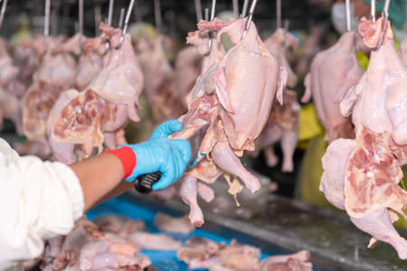 A worker slaughtered chicken pieces at leg quarter with back bone.
