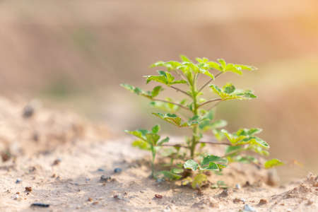 Trees grow at the edge of a steep cliff under sunlight.の写真素材