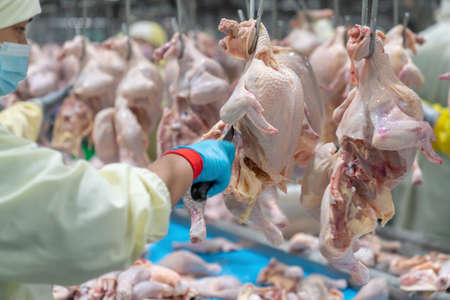 A worker slaughtered pieces of a leg quarter with back bone chicken on the conveyor rail.の写真素材