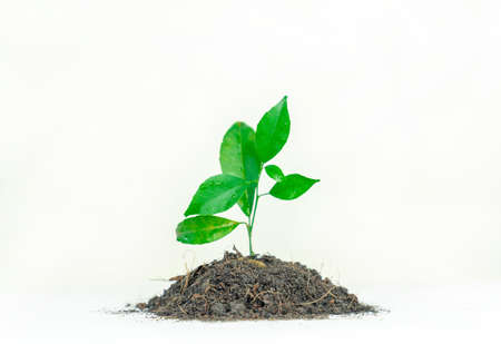 Orange growth on isolate white background. Save the world conceptの写真素材