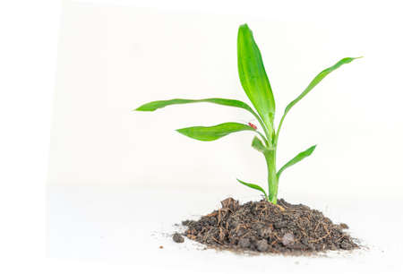 Concept save the world plant growth with orange bug coexist on isolaterwhite background.の写真素材
