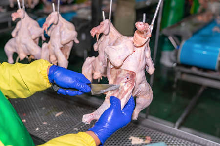 Close up worker cut up chicken parts in food processing plant, chicken meat.の写真素材