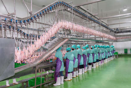 Workers stand in a row pulling the chicken giblets out of the chicken in the chicken parts manufacturing process.の写真素材