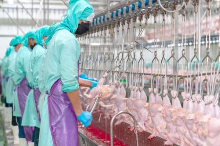 Workers stand lined up to pry the offal from the chicken in the process of making chicken parts.の写真素材
