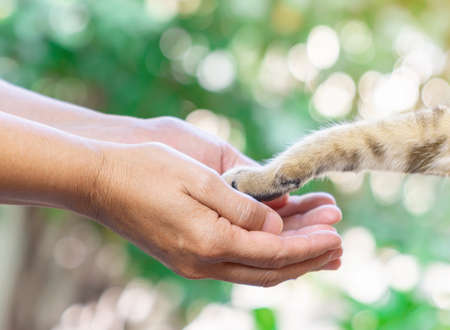 Woman shake hands with a cat . give me five with cat paw . Friendship and love to animals concept .の写真素材