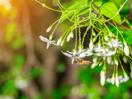 The bees are sucking the nectar to bring it back to the hive and facilitates the pollination.の写真素材