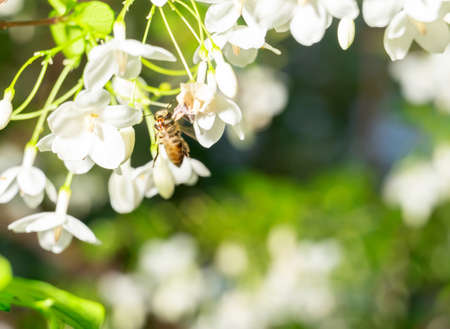 flying honey bee in the middle white flower on out of focus background.の写真素材