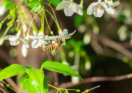 Bee sucking the nectar white flower on out of focus background.の写真素材