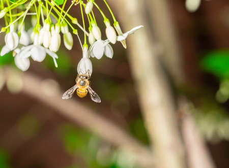 The bee is sucking honey by climb flower, photo macroの写真素材