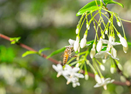 Closeup of blooming white petal flower with bee sucking nectar in the garden. Beautiful floral and...