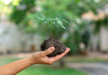 Hand holding tree promt to plant. World saving conceptの写真素材