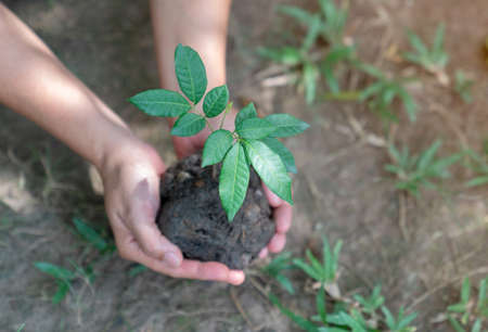 Woman holding little tree on soil, top view. Space for textの写真素材