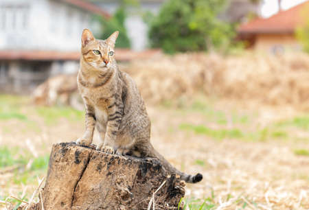 Brown cat sitting on a tree stump in the backyard on sunny day.の写真素材