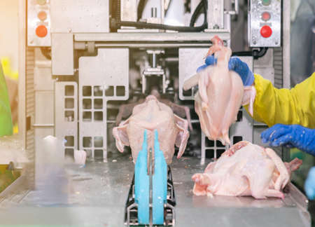 Worker waer chicken whole to jack conveyor for cutting wing machine in meat process.の写真素材