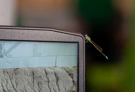 Dragon fly lost in office and catch on notebook.Mistake a place.