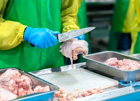 Hand hold knife for cut and trim chicken parts for special order in meat process line.の写真素材