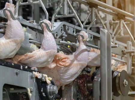 A half whole chicken to automatic cutting leg quarter in meat process line.