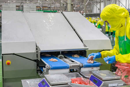 Worker catch a cutting chicken meat scaling weight for check specification in process line.