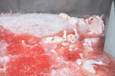 The chicken soak in chiller tank for reducee temperature and cleaning in modern poultry factory.の写真素材