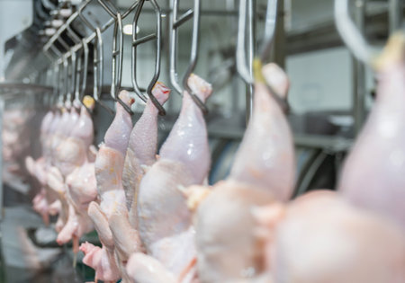 Close up chicken hang on conveyor chain in modern poultry factory.の写真素材