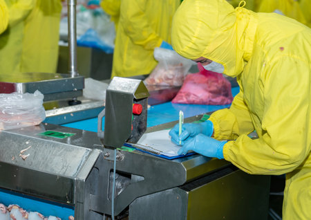 Quality Control check before pack chicken meat on bag in poultry plant.の写真素材