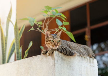 Tabby cat laying down infront of house in a holiday.の写真素材