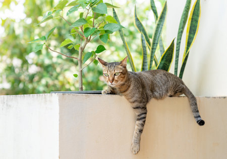 Tabby cat lying in front of the house on out of focus background.の写真素材
