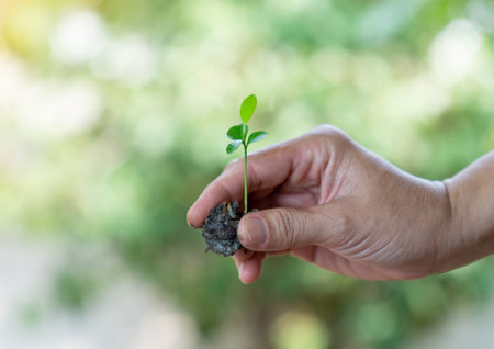 Closeup hand holding abundance soil with young plant in hand for agriculture or planting peach nature conceptの写真素材