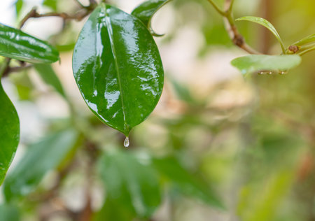 Fresh green leaf with water drop after rain, relaxation nature conceptの写真素材