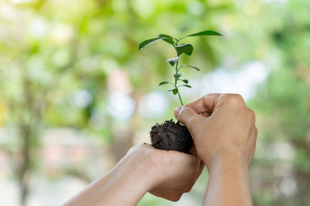 Seedlings are growing hands of the woman to be planted in the fertile soil.の写真素材