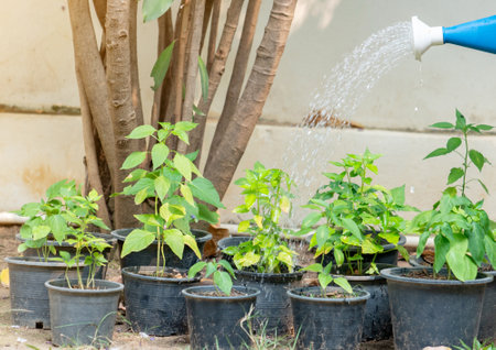 Close up watering green plants on front garden, conservative environment concept.の写真素材