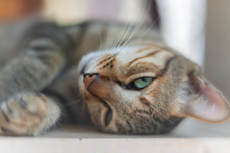 The brown cat looks on in annoyance after being awakened, Focus selective.の写真素材