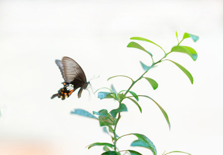 Butterfly on green leaf infront of garden, out of focus background.の写真素材