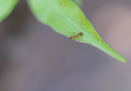red ant on green leaf in the nature.の写真素材