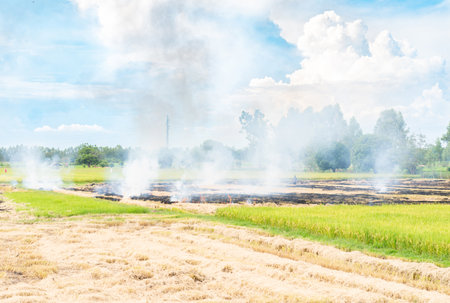Farmer burning agricultural waste cause of smog and pollution. Fumes produced by the incineration of hay and rice straw in agricultural fields.の写真素材