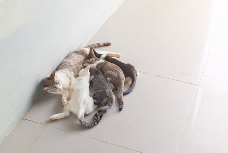 Mother cat feeding kittens on floor in house.の写真素材