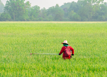 Farmer cutting the grass at a rice plantation.の写真素材