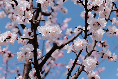 Cherry blossomsの写真素材