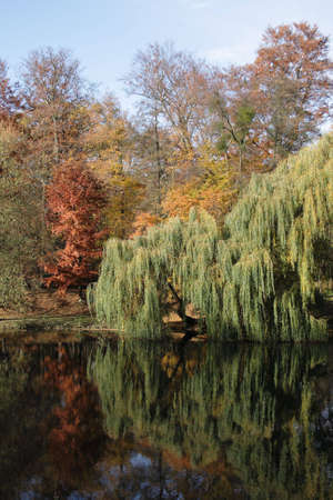 Trees reflects on water in autumn.の写真素材
