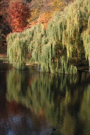 Trees reflects on water in autumn.の写真素材
