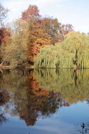 Trees reflects on water in autumn.の写真素材