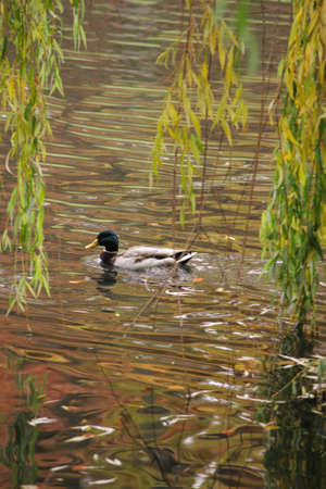 A duck swims on the lake in autumn.の写真素材