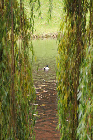 A duck swims on the lake in autumn.の写真素材