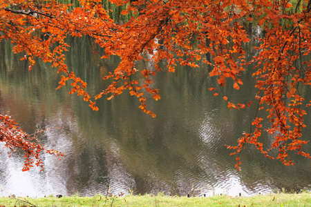 Colors of autumn by the lakeside.の写真素材