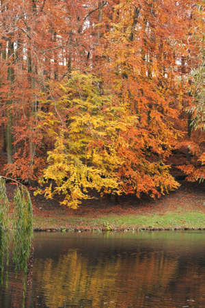 Colors of autumn by the lakeside.の写真素材
