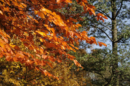Colors of autumn.の写真素材