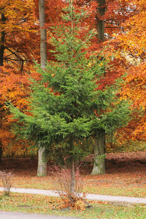 Green tree in foreground and brown trees in background in autumn.の写真素材