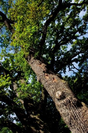 Summery afternoon in beeches forest の写真素材