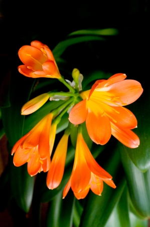 A flowers houseplants, latin name Clivia miniata の写真素材