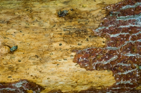 A strain of an old tree, close-up view 